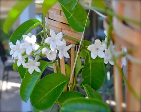 growing stephanotis in the house.